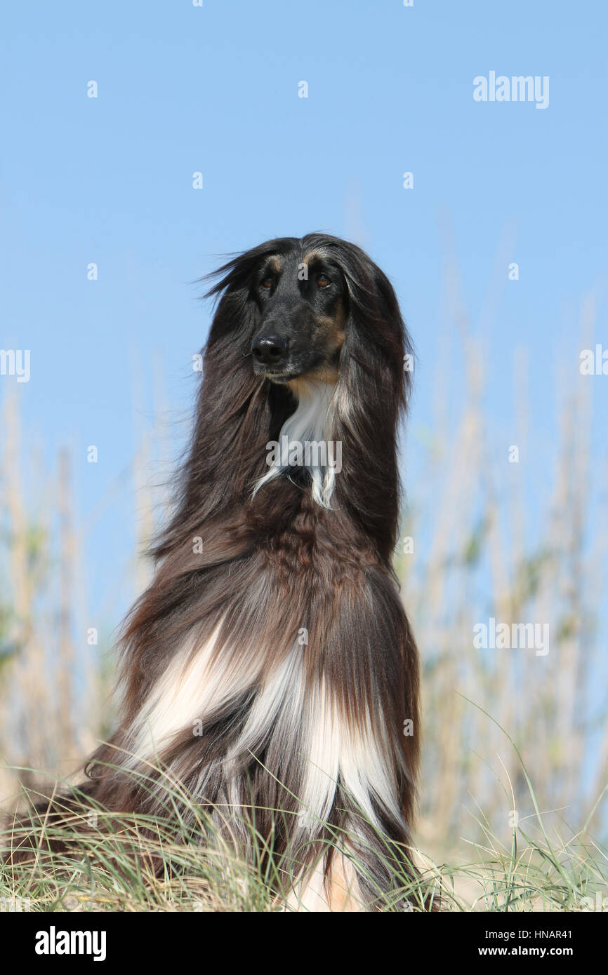 Hund Afghan Hound Dog Windhund Greyhound pet Stockfoto