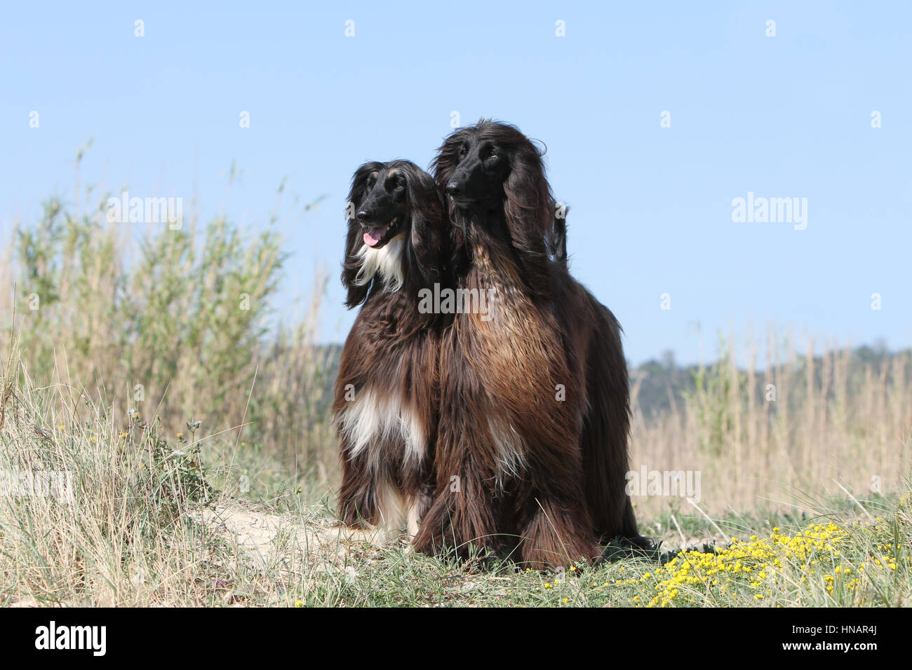 Hund Afghan Hound Dog Windhund Greyhound pet Stockfoto