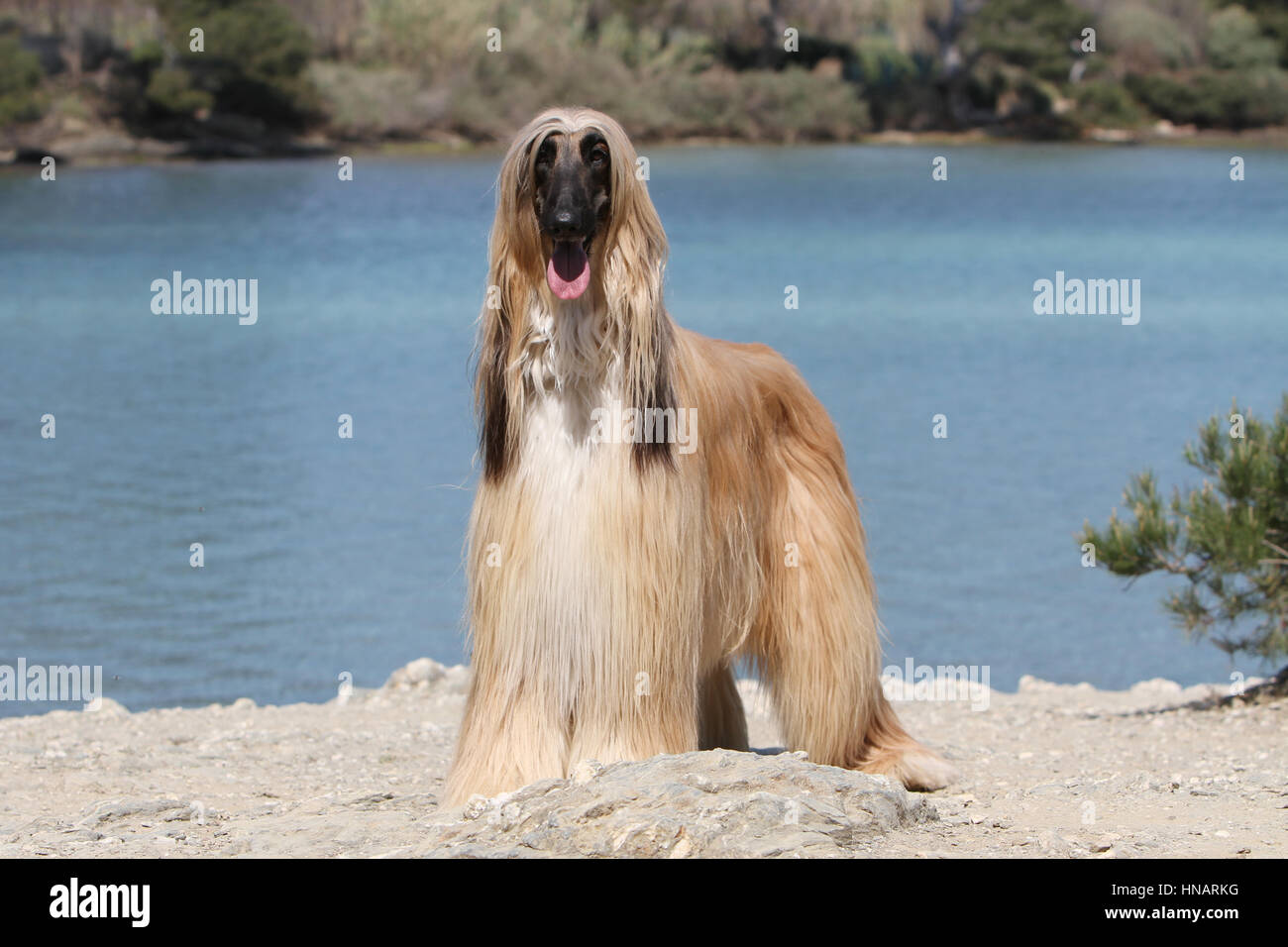 Hund Afghan Hound Dog Windhund Greyhound pet Stockfoto