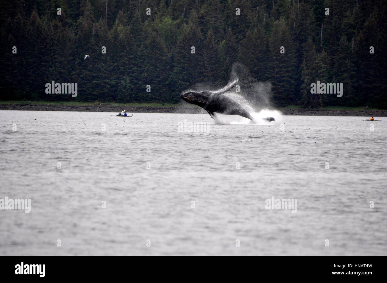 Ein Wal springen zwischen zwei Kanus auf den Glacier Bay in Alaska Stockfoto