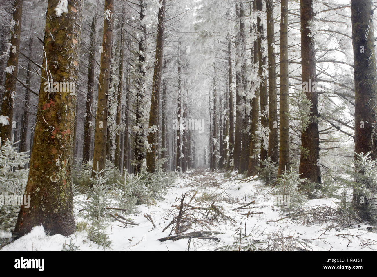 Eine Allee zwischen den Bäumen des Belever Waldes, Dartmoor, Teppichboden eine wunderbar reif und Schnee Stockfoto