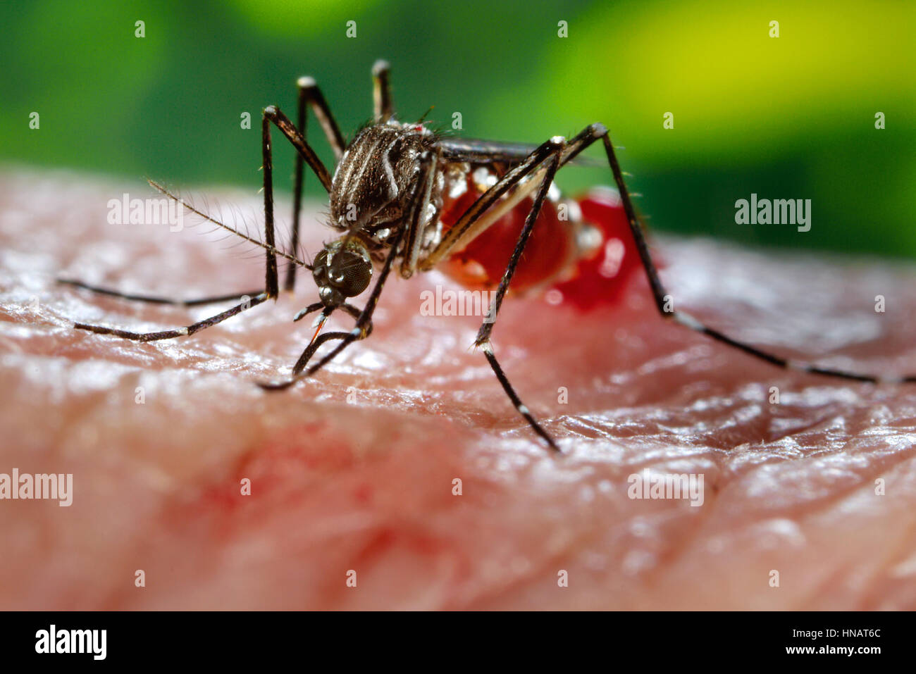 Eine weibliche Aedes Aegypti Mücke einfügen ihrer Faszikel durch die Hautoberfläche ihr Gastgeber.  Die Aedes Aegypti Mücke ist der primäre Vektor für die Übertragung der Flavivirus Dengue-Fieber (DF) und Dengue hämorrhagisches Fieber (DHF) verantwortlich, die Tag-beißen Aedes Aegypti Mücke bevorzugt auf ihre menschlichen Wirte ernähren. Aedes Aegypti spielt auch eine wichtige Rolle als Vektor für "Gelbfieber". Häufig anzutreffen Sie in seiner tropischen Umgebung, die weiß gebänderten Markierungen auf die tarsal Segmente seiner gegliederte Beine, obwohl es als Aedes Aegypti, zu unterscheiden sind ähnlich wie einige andere Mückenarten. Stockfoto