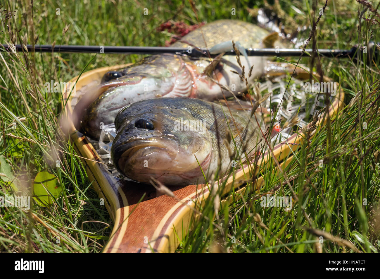 Guter Fang. Hecht und Barsch. Stockfoto