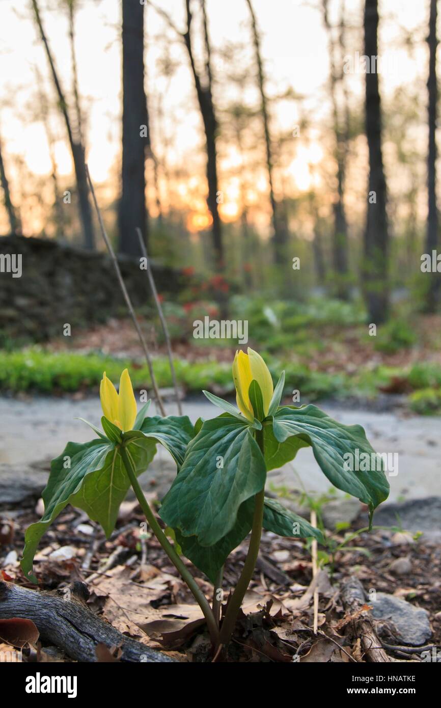 Kröte Schatten Trillium im Frühjahr in North West Virginia, USA (Trillium Luteum). Stockfoto