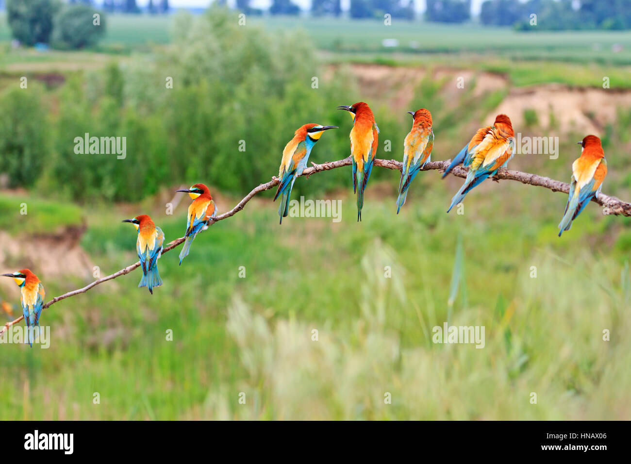 Regenbogen farbige Vögel, farbige Vögel, Wildtiere, seltene Tiere, Bienenfresser Stockfoto