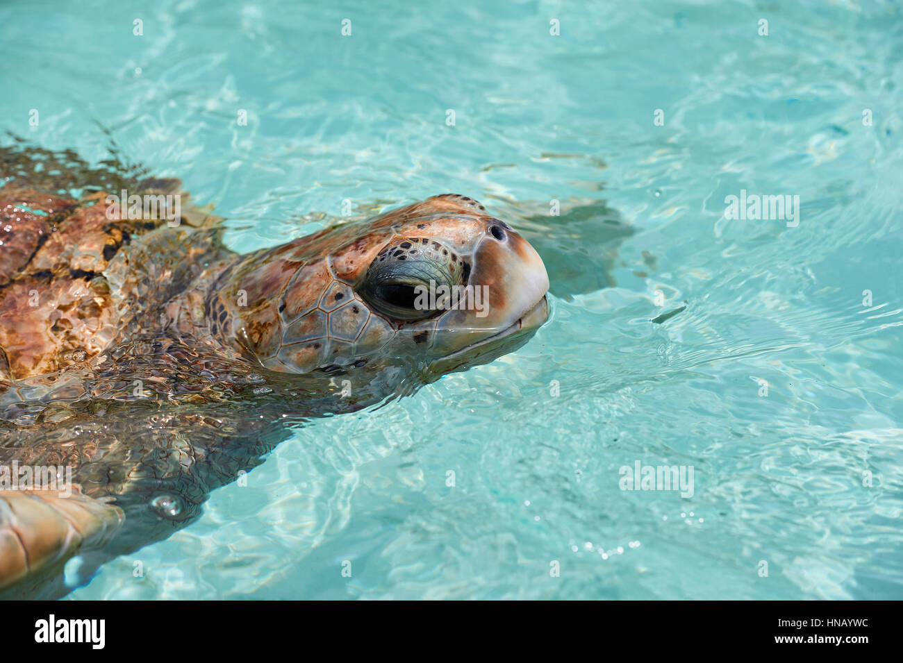Schildkröte-Kopf im klaren blauen Wasser hautnah Stockfoto