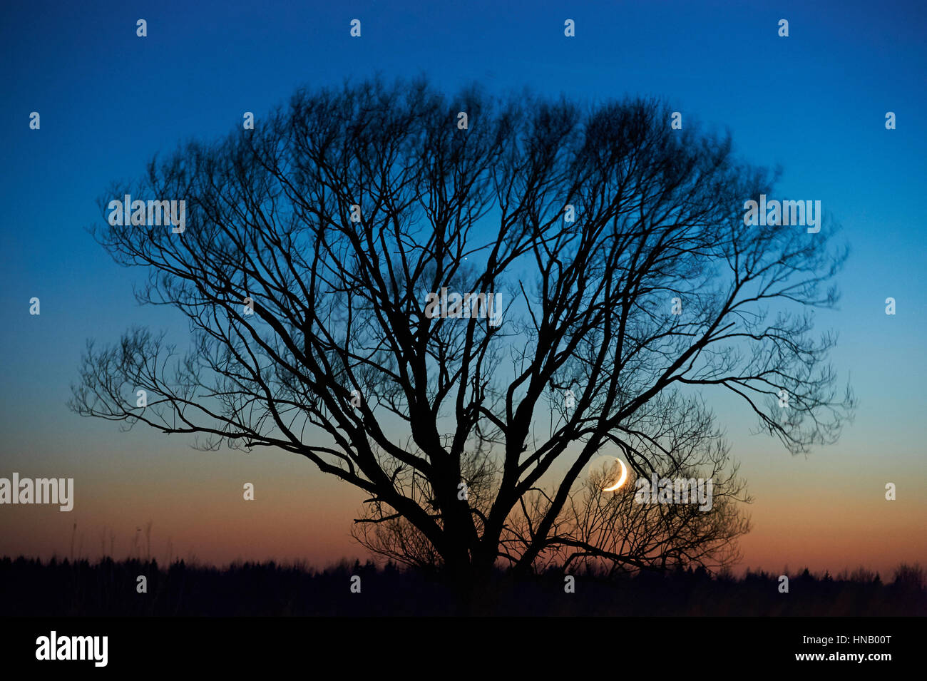Silhouette der Baum auf blauen und orangefarbenen Himmel mit Mond Stockfoto
