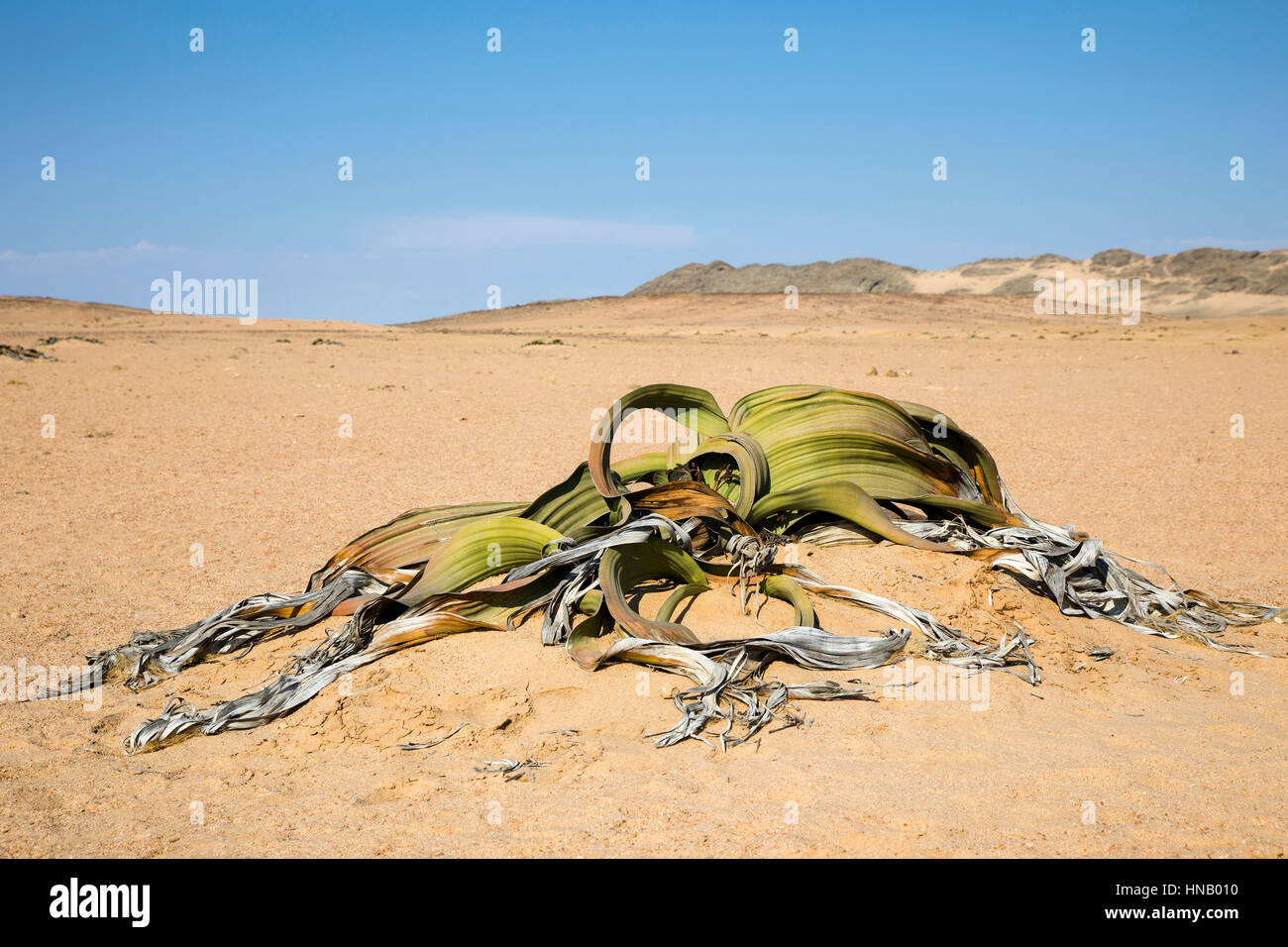 Die Pflanze Welwitschia mirabilis, lebendes Fossil, Swakopmund, Namibia, Afrika, von Monika Hrdinova/Dembinsky Foto Assoc Stockfoto