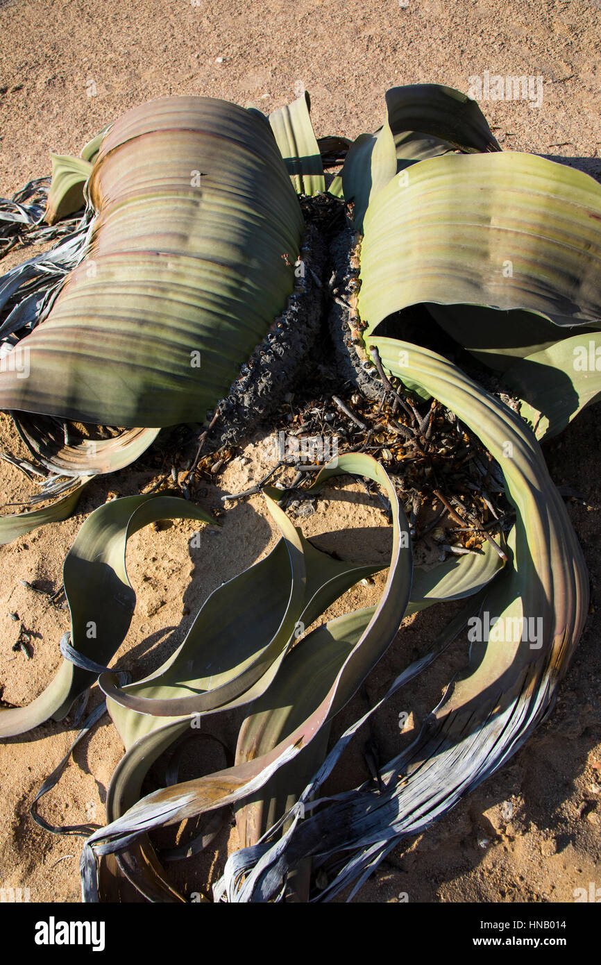 Welwitschia Drive, Welwitschia mirabilis, lebendes Fossil, Swakopmund, Namibia, Afrika, von Monika Hrdinova/Dembinsky Foto Assoc Stockfoto