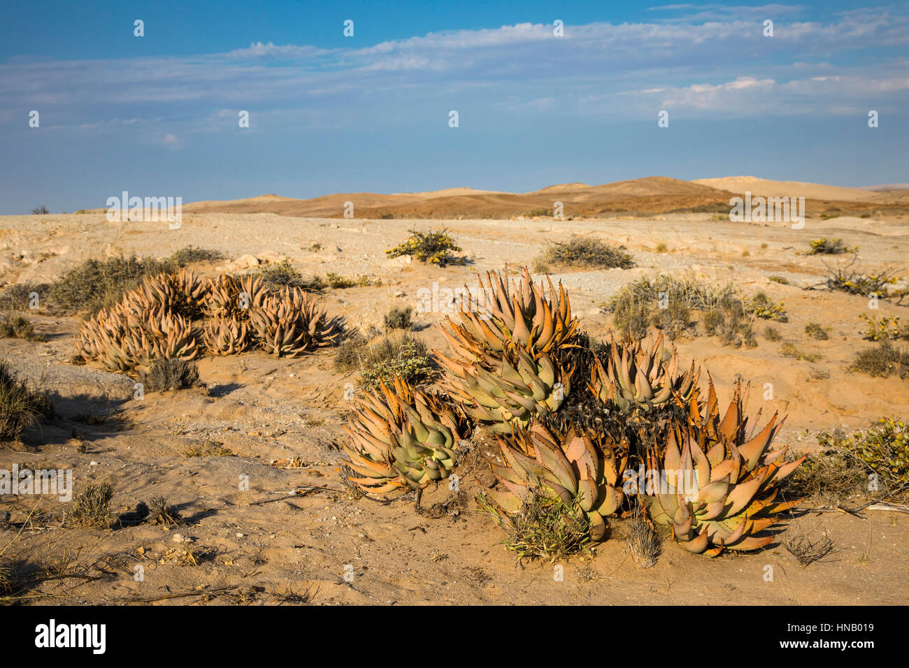 Aloe asperifolia, Sukkulenten, Welwitschia Welwitschia Drive, Ebenen, Swakopmund, Namibia, Afrika, von Monika Hrdinova/Dembinsky Foto Assoc Stockfoto