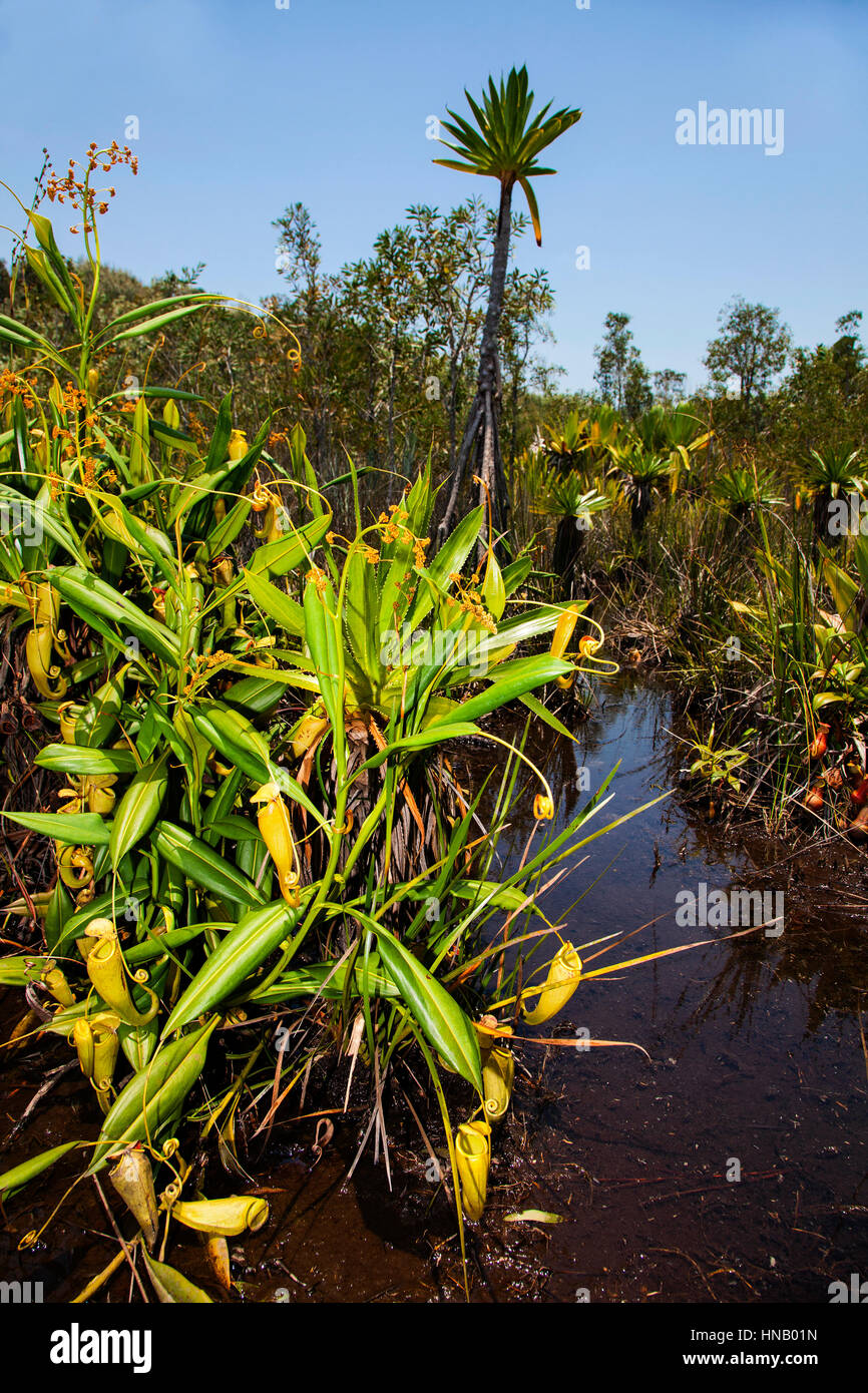 Tropische Kannenpflanze Nepenthes Madagascariensis Palmarium Reserve, Ankanin'Ny Nofy, Pangalanes Kanal, östlichen Madagaskar, Afrika Stockfoto