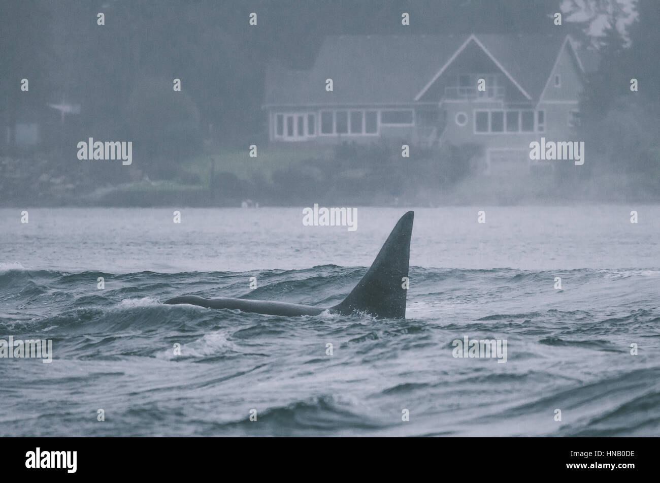 Orcas im Sturm Wetter innen besiedelten Sooke basin Stockfoto