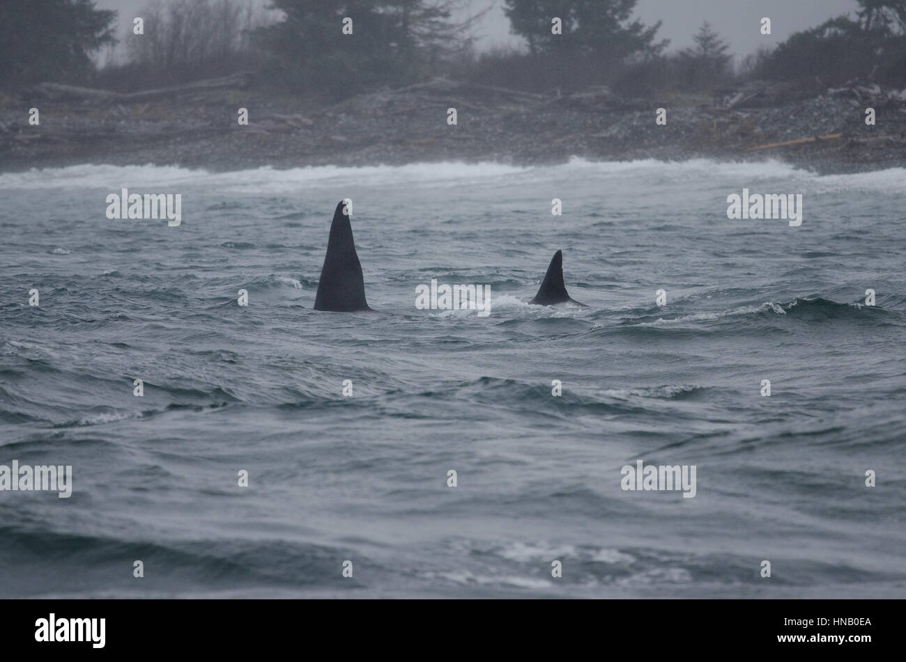 Orcas im Sturm Wetter innen besiedelten Sooke basin Stockfoto