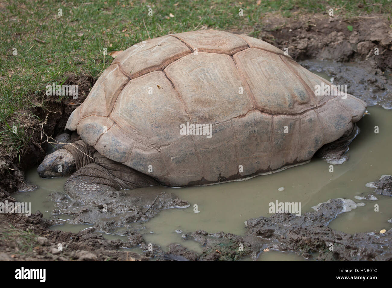 Aldabra-Riesenschildkröte (Aldabrachelys Gigantea). Stockfoto
