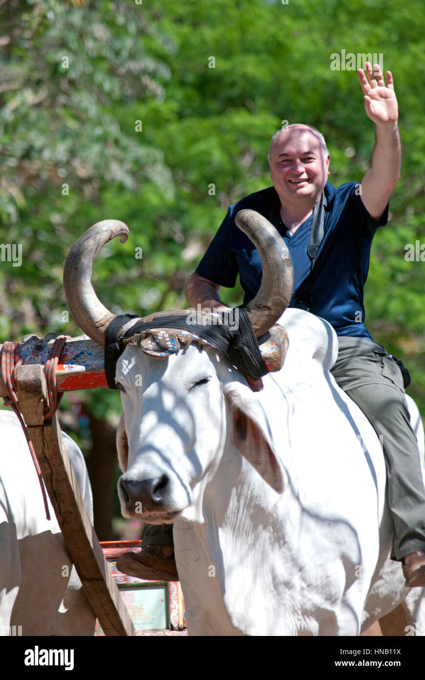 Tourist sitzt auf einem Brahman-Stier im Nationalpark Rincon de la Vieja, Costa Rica Stockfoto