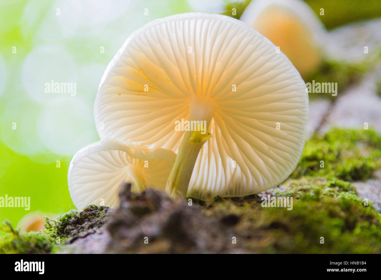 Foto von einem weißen Pilz. Von unten mit Makro-Objektiv aufgenommen. Schöne Details des Pilzes sind sichtbar. Stockfoto