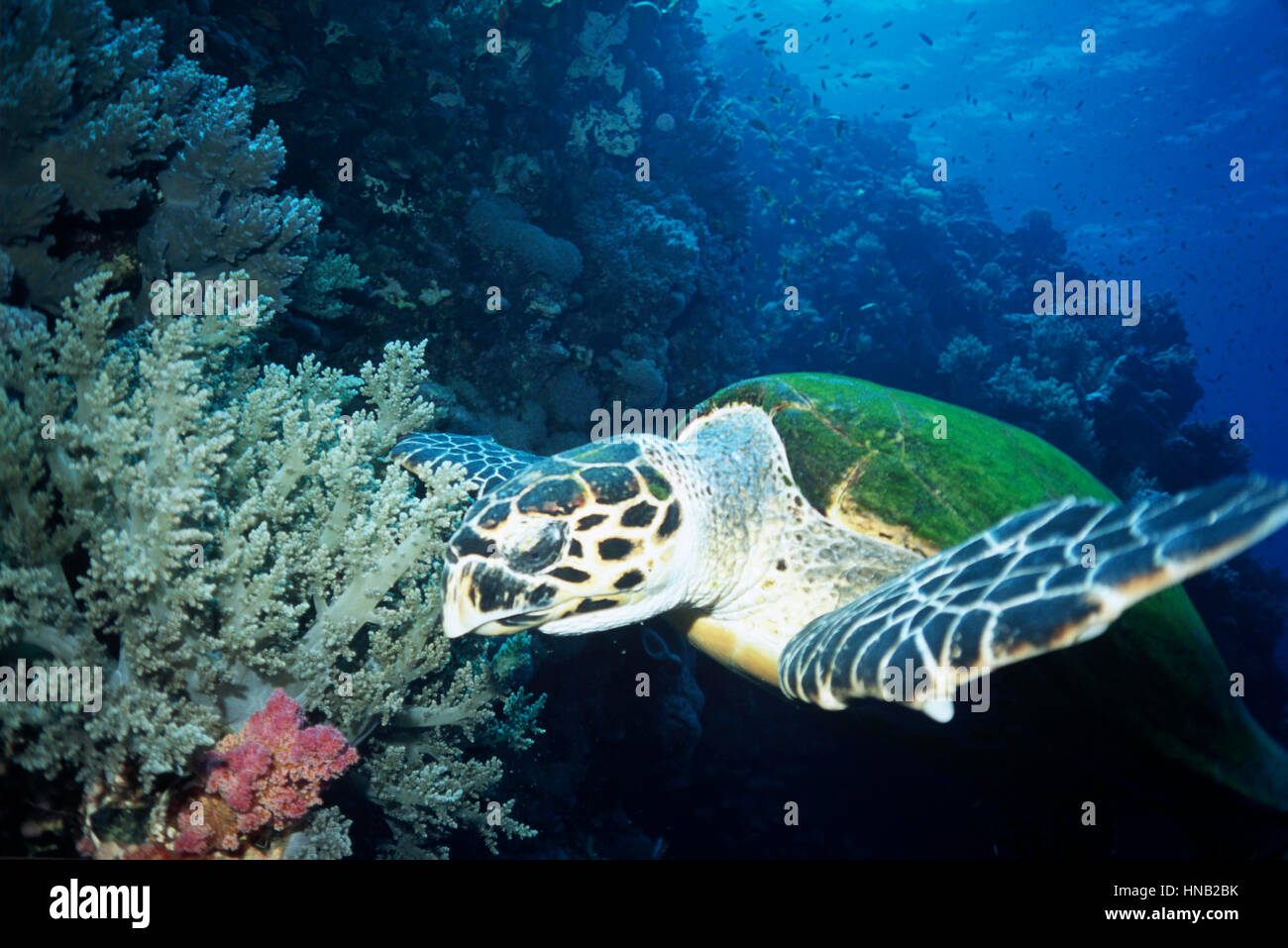 Eine echte Karettschildkröte (Eretmochelys Imbricata) und Weichkorallen. Die IUCN Rote Liste zeigt, dass diese Spezies vom Aussterben bedroht ist. Ägyptischen Roten Meer. Stockfoto