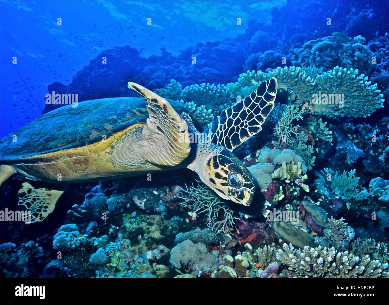 Eine Karettschildkröte (Eretmochelys Imbricata) unter Korallen. Die IUCN Rote Liste zeigt, dass diese Spezies vom Aussterben bedroht ist. Ägyptischen Roten Meer. Stockfoto