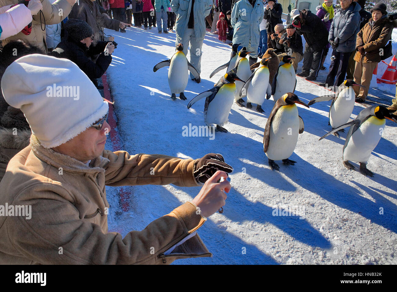 Pinguin, Asahiyama Zoo, Asahikawa, Hokkaido, Japan Stockfoto