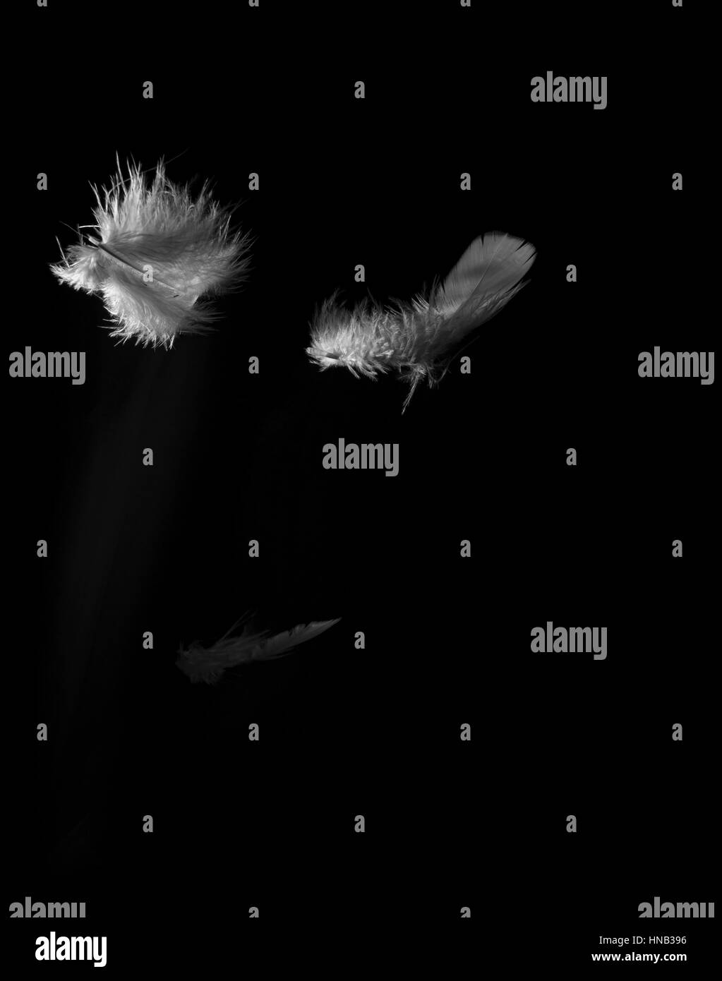 Fallende Feder gefangen im Blitzlicht auf schwarzem Hintergrund. Stockfoto