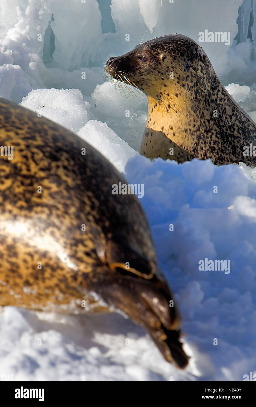 wilde Dichtung im Bakkai Hafen, Wakkanai, Hokkaido, Japan Stockfoto