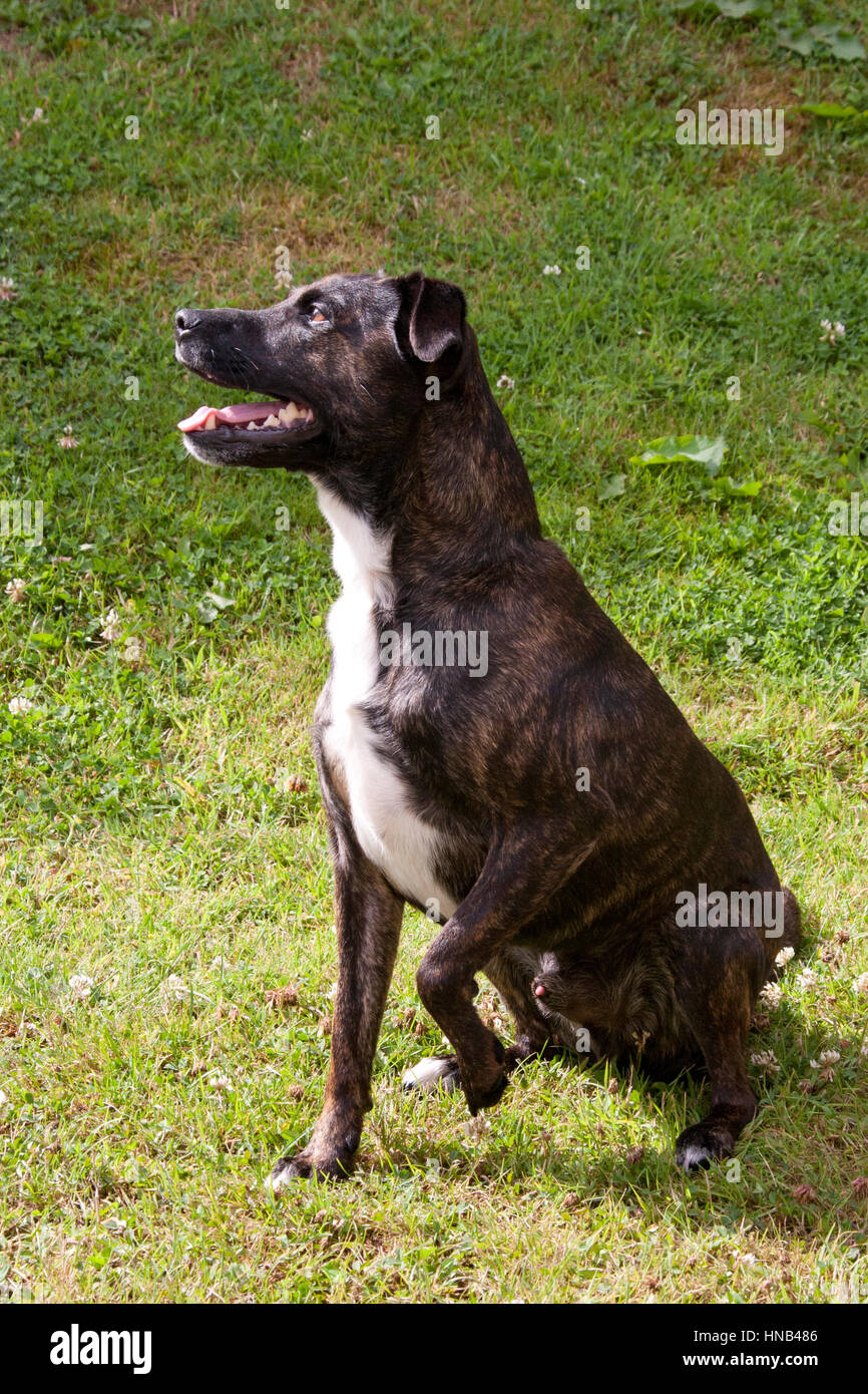 Gestromte Staffy X Rasse Hund Stockfoto, Bild 133625190 Alamy