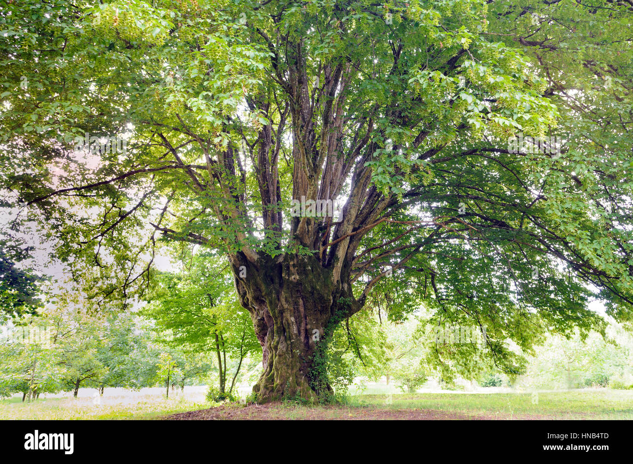 Gemeinsamen Hainbuche (Carpinus Betulus) Stockfoto