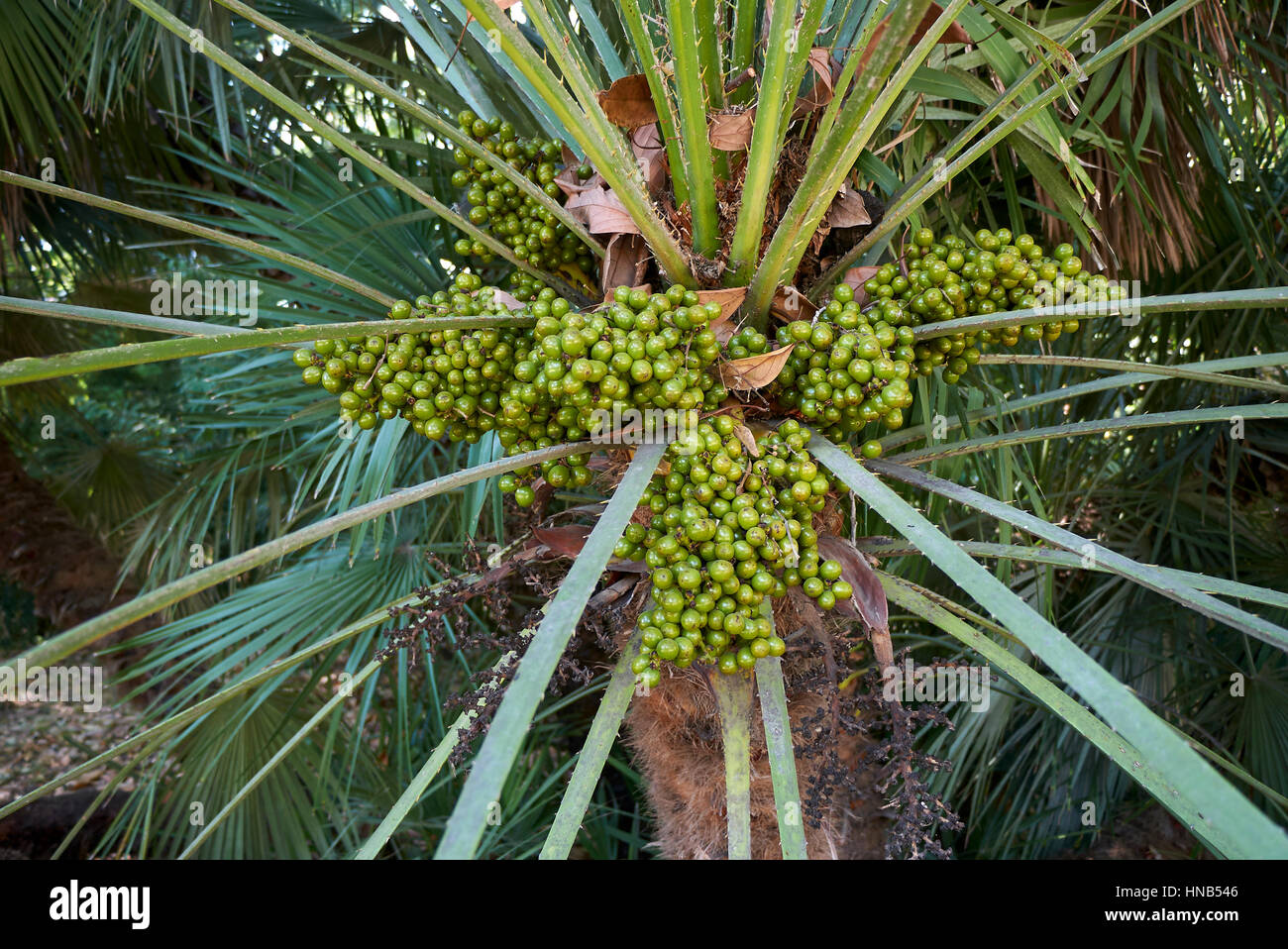 Dwarf palm chamaerops humilis -Fotos und -Bildmaterial in hoher ...
