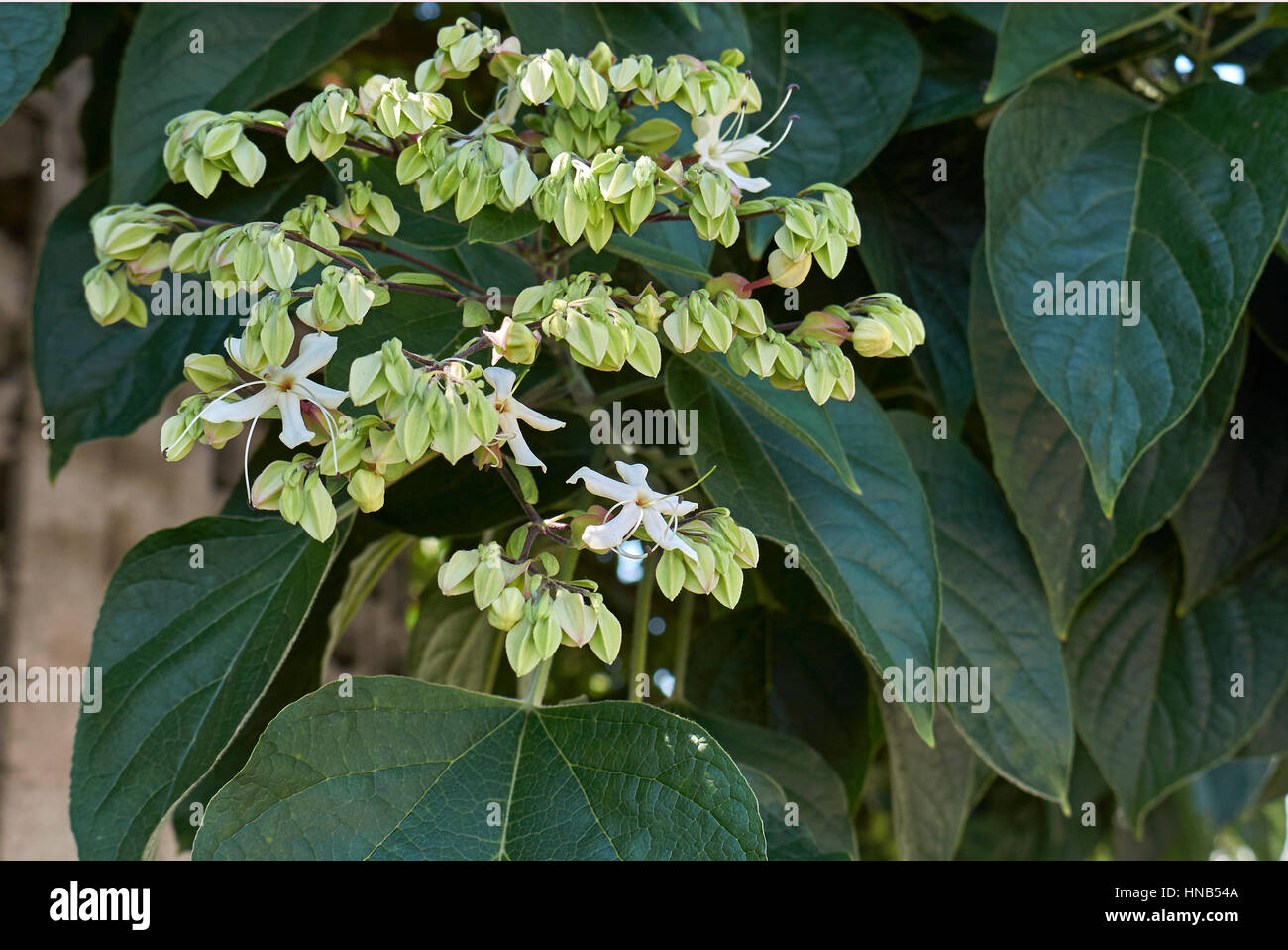 Clerodendrum Blütenstände Stockfoto