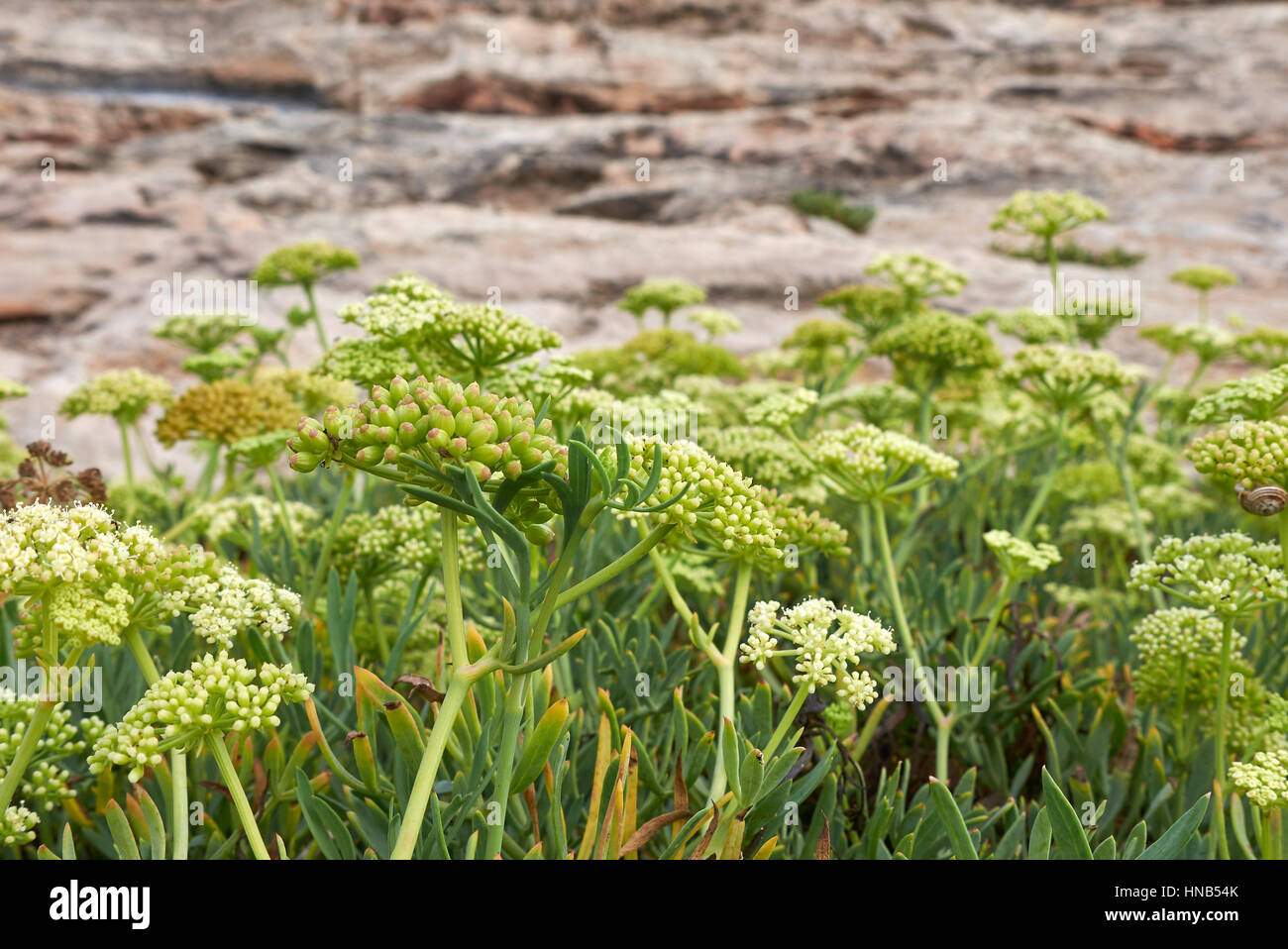 Meeresfenchel Stockfoto