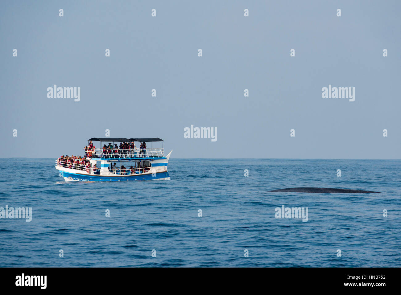 Touristenboot mit Blauwal, Marissa, Weligama Bay, Sri Lanka Stockfoto