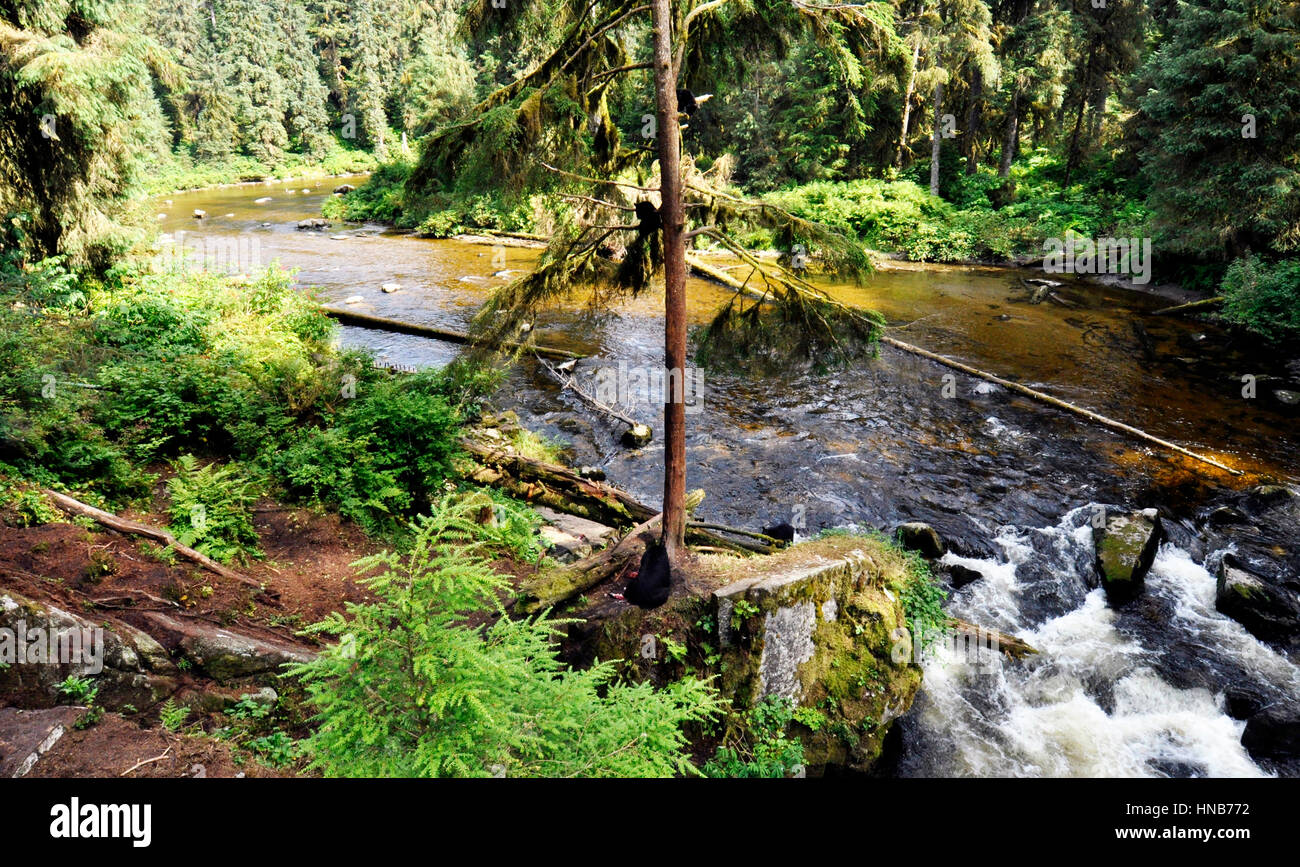 Tongass National Forest, Anan Creek Wildlife Sternwarte, Alaska, USA Stockfoto