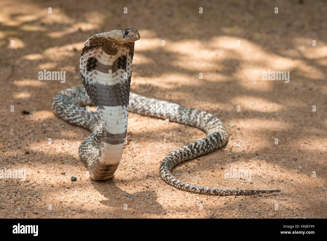 Indische Kobra oder Spectacled Cobra, Naja Naja, Sri Lanka