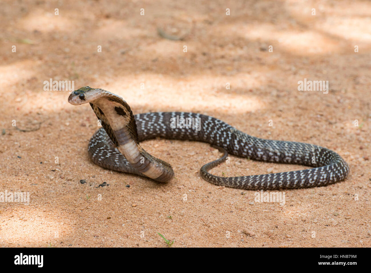 Indische Kobra oder Spectacled Cobra, Naja Naja, Sri Lanka Stockfoto