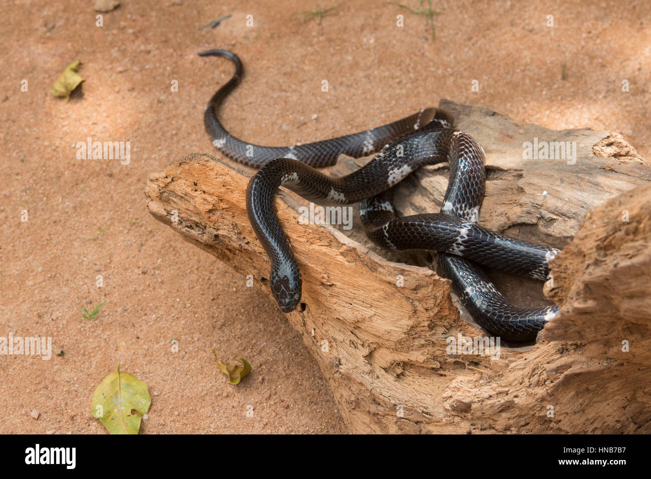 Bungarus ceylonicus Fotos und Bildmaterial in hoher Auflösung Alamy