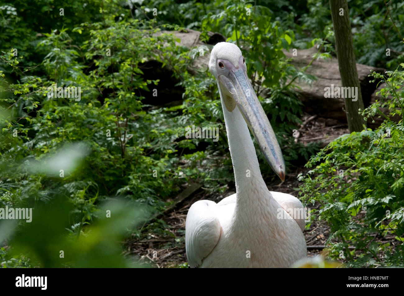 Pelikan spazieren in Natur Wald Stockfoto