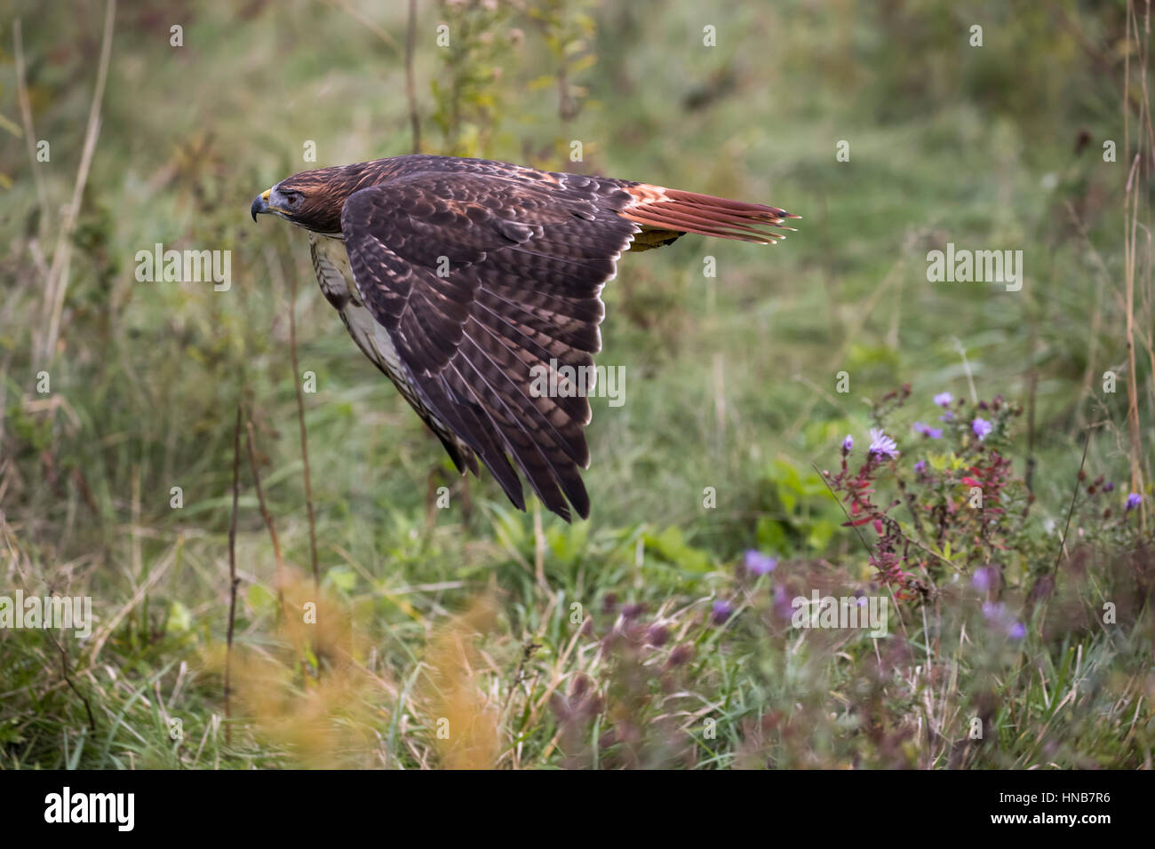 Red Tailed Hawk im Flug Stockfoto