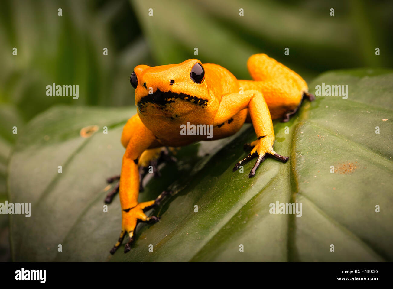 vergiften Sie Dart Frog, Phyllobates Terribilis Orange. Giftigste Tier aus dem Amazonas-Regenwald in Kolumbien, eine gefährliche Amphibien mit Warnung col Stockfoto
