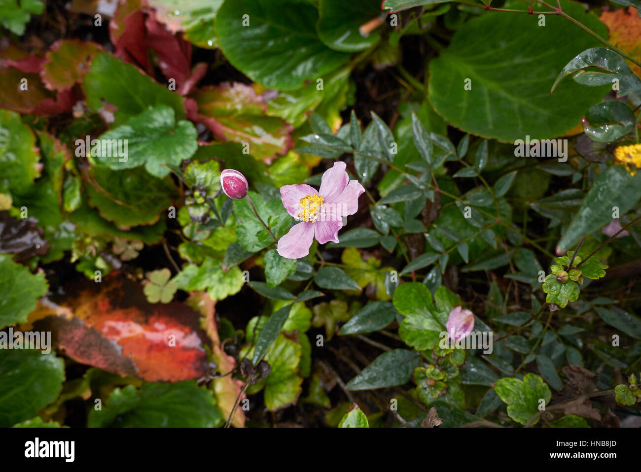 herbstlichen Blumenbeet Stockfoto