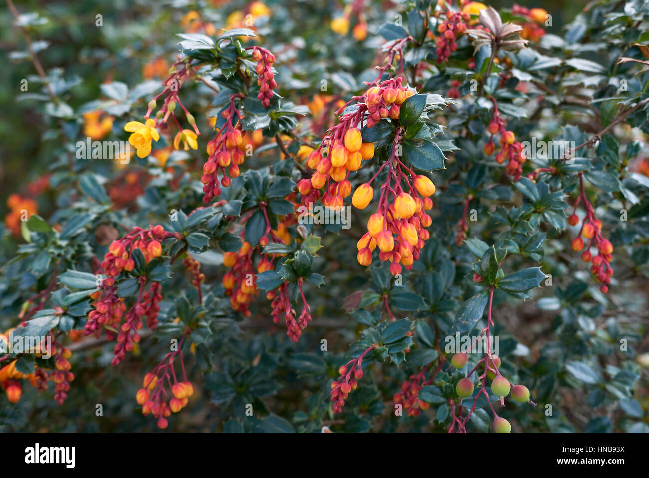 Berberitze mit orangen Blüten Stockfoto