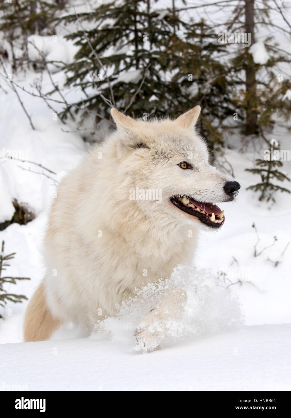 Grauer Wolf; Canus Lupus; Britisch-Kolumbien; Kanada Stockfoto