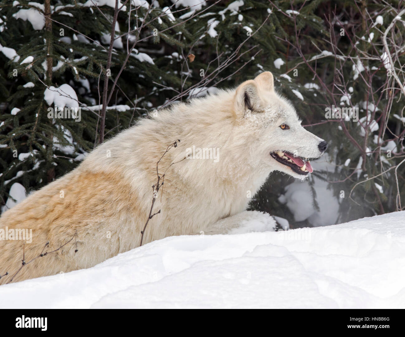 Grauer Wolf; Canus Lupus; Britisch-Kolumbien; Kanada Stockfoto