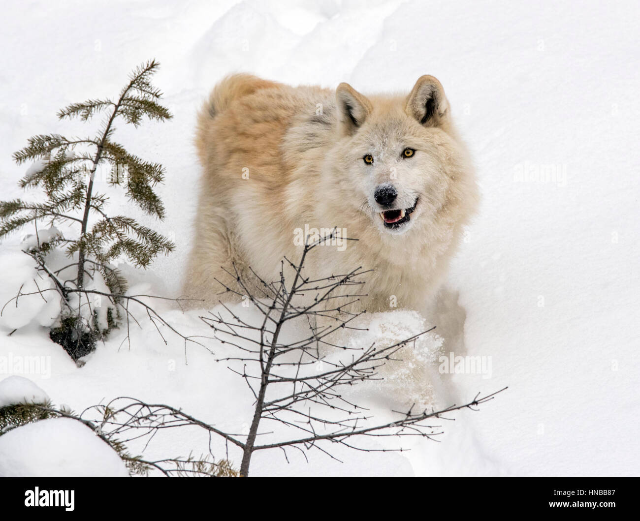 Grauer Wolf; Canus Lupus; Britisch-Kolumbien; Kanada Stockfoto
