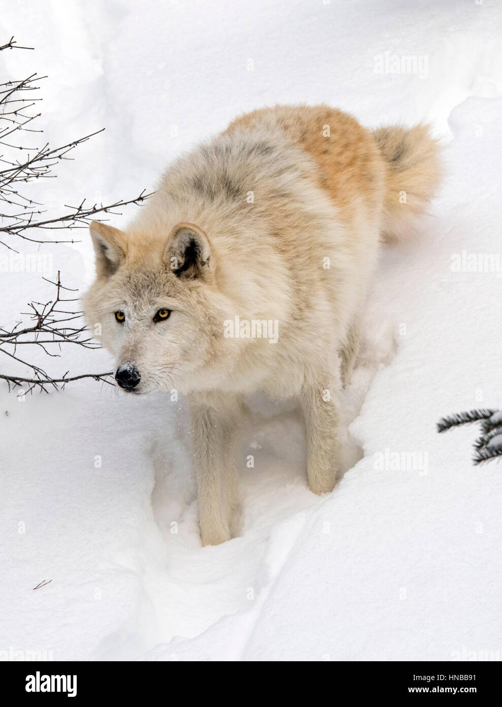 Grauer Wolf; Canus Lupus; Britisch-Kolumbien; Kanada Stockfoto
