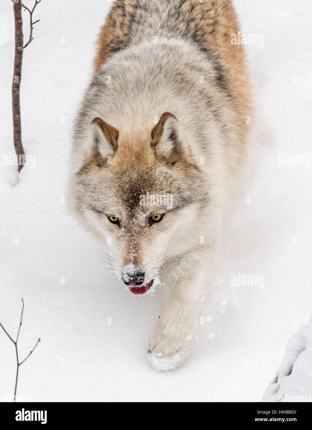 Grauer Wolf; Canus Lupus; Britisch-Kolumbien; Kanada Stockfoto