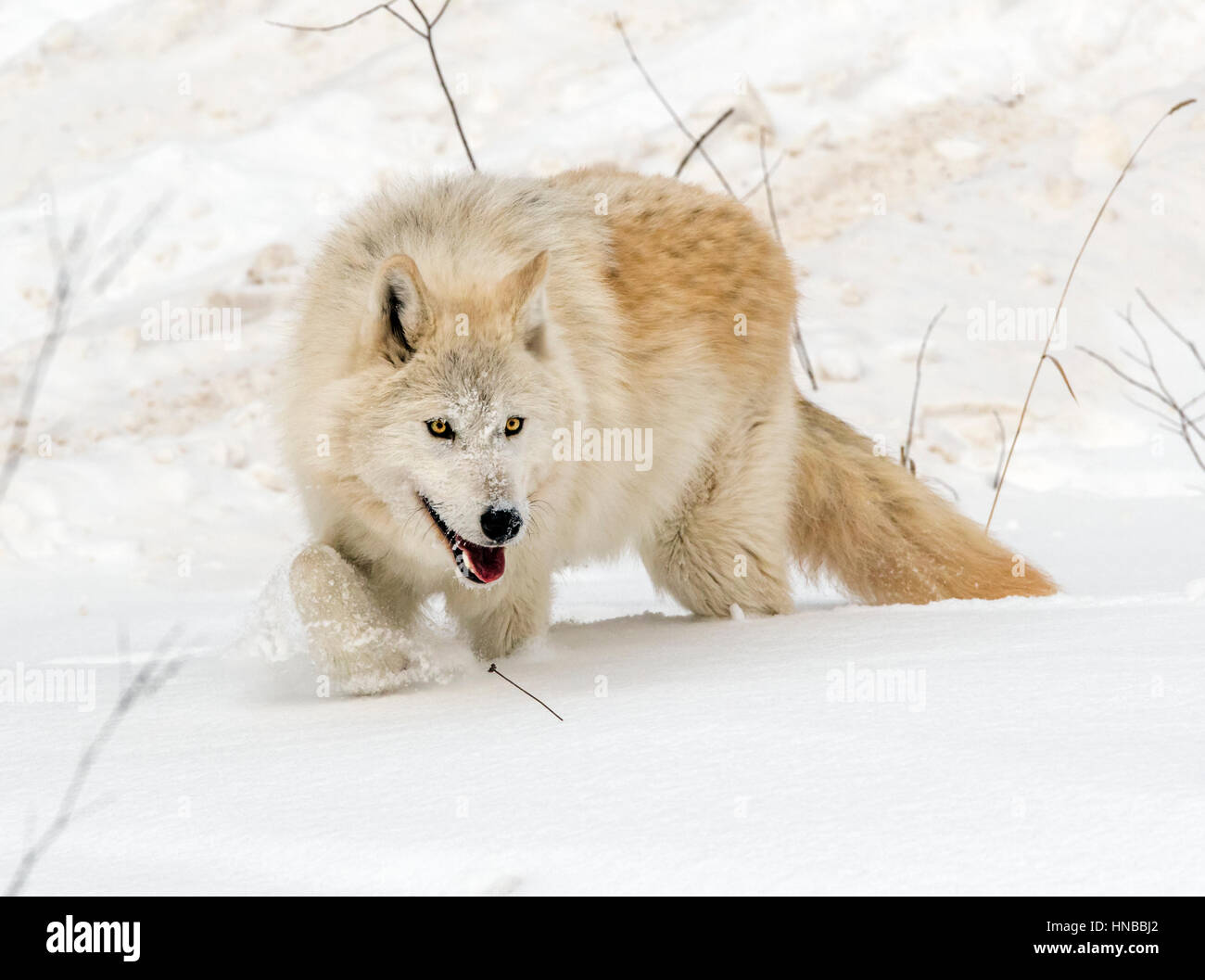 Grauer Wolf; Canus Lupus; Britisch-Kolumbien; Kanada Stockfoto