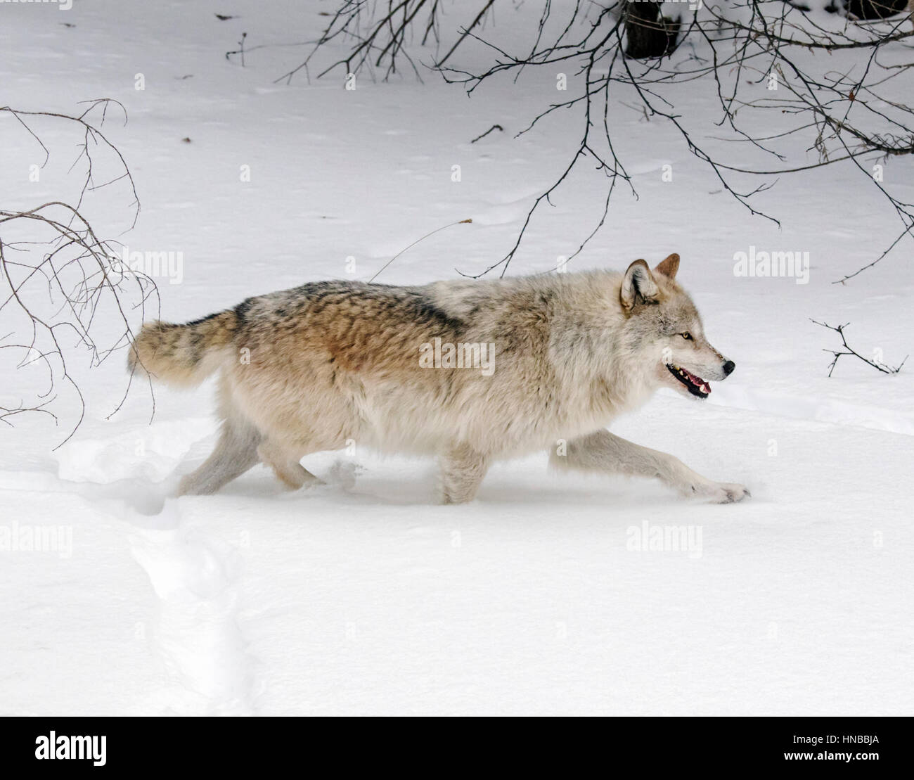 Grauer Wolf; Canus Lupus; Britisch-Kolumbien; Kanada Stockfoto