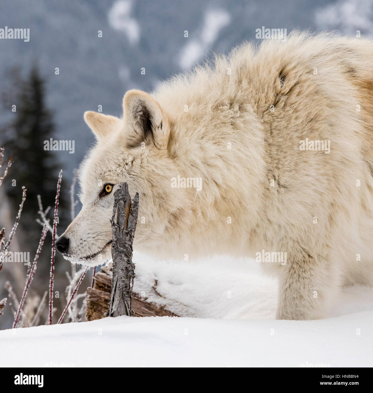 Grauer Wolf; Canus Lupus; Britisch-Kolumbien; Kanada Stockfoto