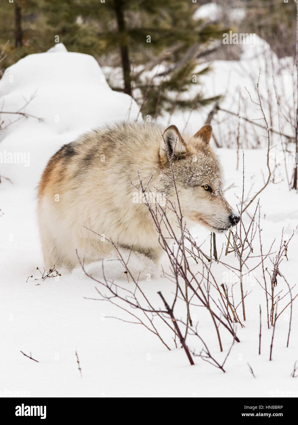 Grauer Wolf; Canus Lupus; Britisch-Kolumbien; Kanada Stockfoto