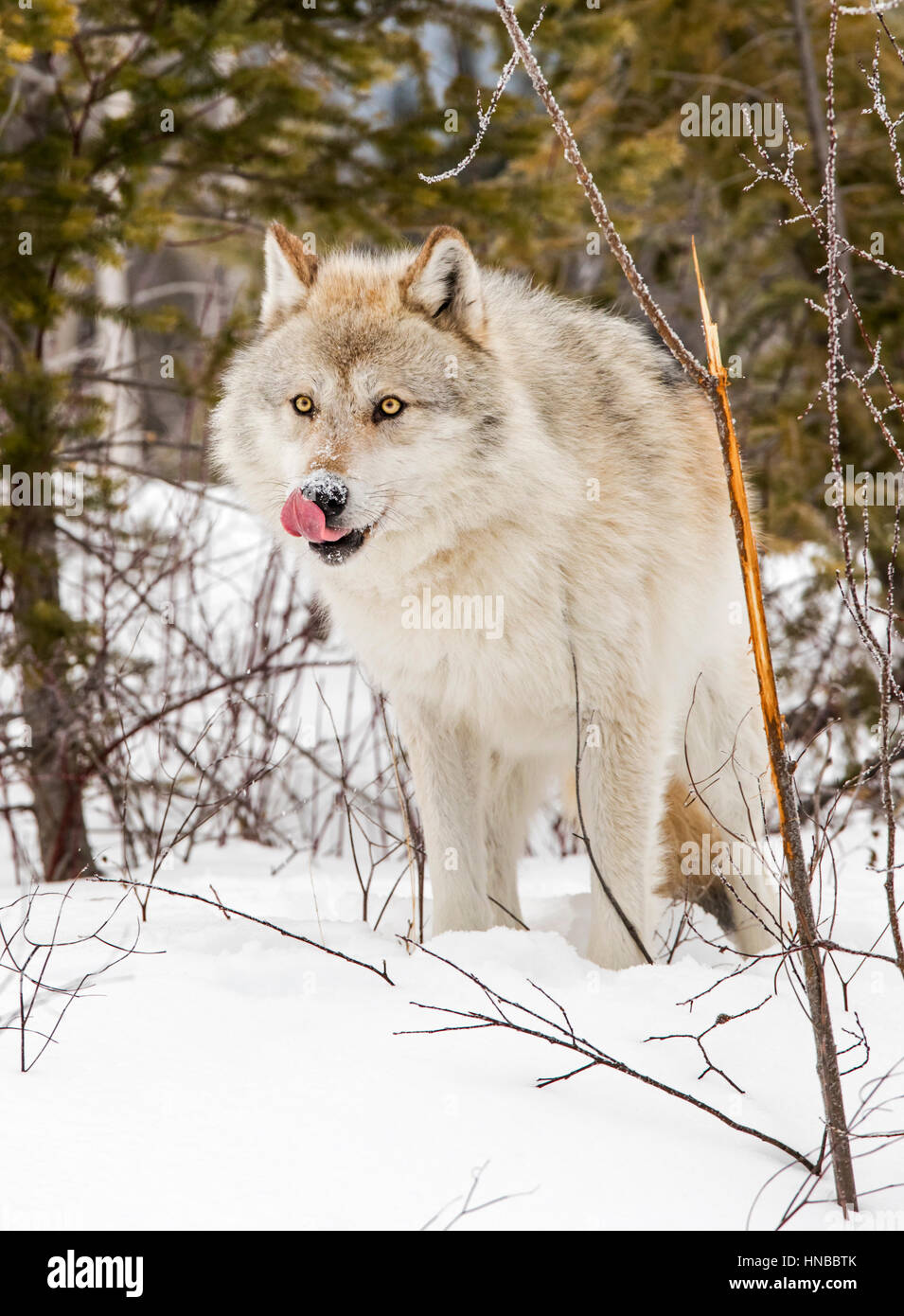 Grauer Wolf; Canus Lupus; Britisch-Kolumbien; Kanada Stockfoto